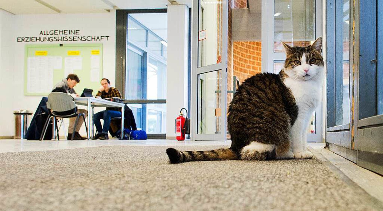 Katze Fräulein Sinner wartet darauf, d...ierende in Hildesheim die Tür öffnen.   | Foto: dpa