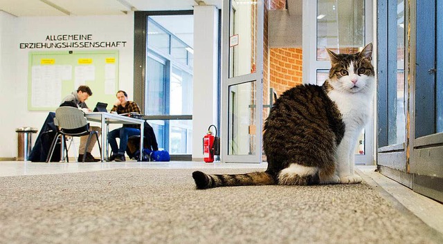 Katze Frulein Sinner wartet darauf, d...ierende in Hildesheim die Tr ffnen.   | Foto: dpa