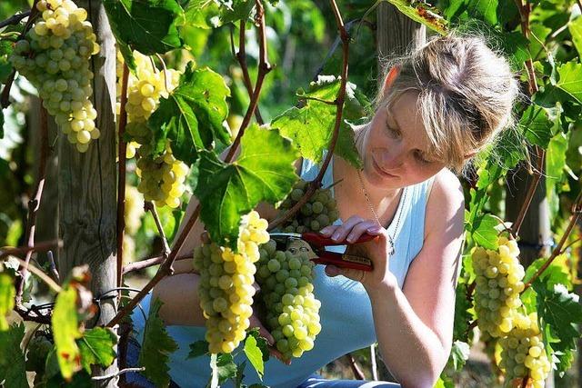 Absatz gesunken: Deutsche trinken weniger Wein