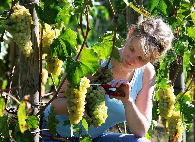 So viel Mhe &#8211; doch die Deutschen trinken immer mehr auslndischen Wein.  | Foto: dpa