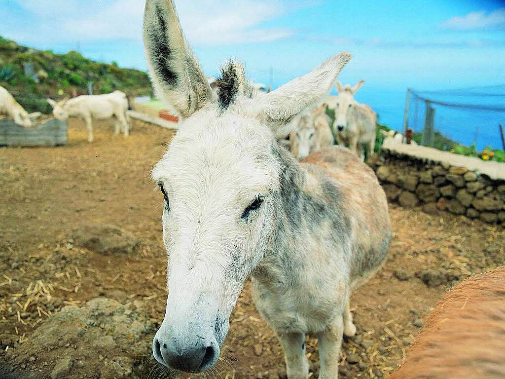 Ein Esel wartet auf Futter. Auf El Hierro leben 10000 Menschen und ebenso viele Nutztiere.