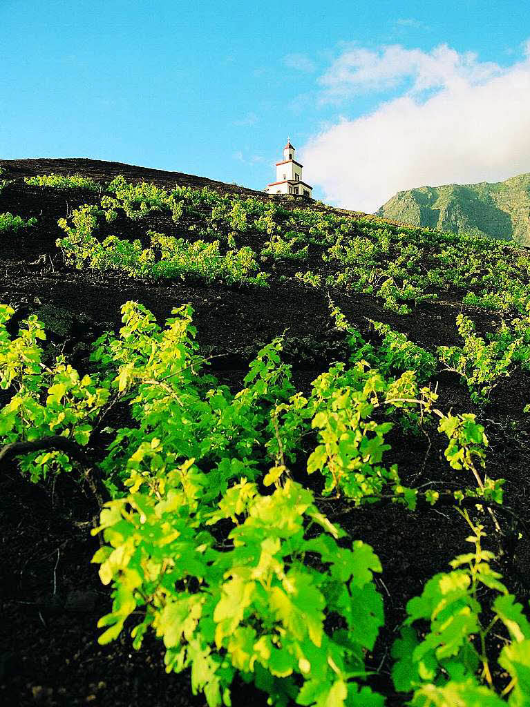 Weinreben inmitten eines Lavafeldes