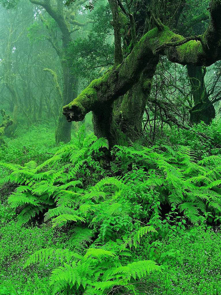 Auf 1300 Hhenmetern gibt es einen mrchenhaften Lorbeerwald.