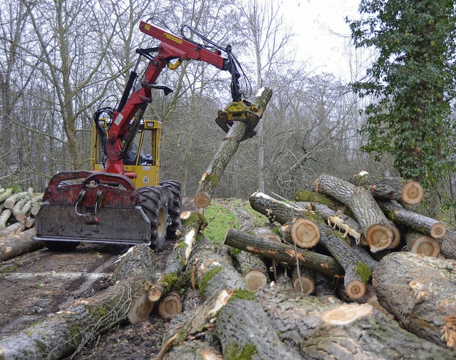 Sasbach. Die gefllten Pappeln werden aufeinandergeschichtet.  | Foto: Roland Vitt