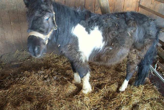 Tierschtzer kmpfen um verwahrloste Ponys