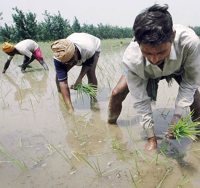 Werden hier Industriesorten angebaut? Reisbauern in Indien   | Foto: afp