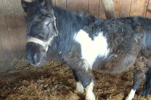 Verwahrloste Ponys: Tierdrama weckt Hilfsbereitschaft