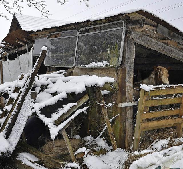 Ponyhengst Willy in seinem Bretterverschlag   | Foto: Tierschutzverein