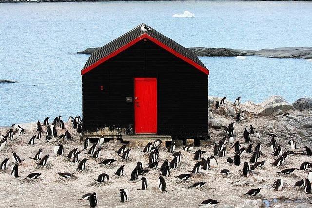 Wie viele Pinguine seht ihr?
