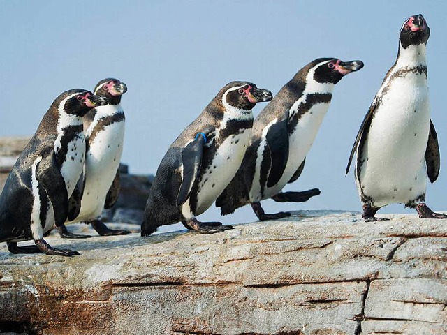 Fnf Pinguine   | Foto: dpa