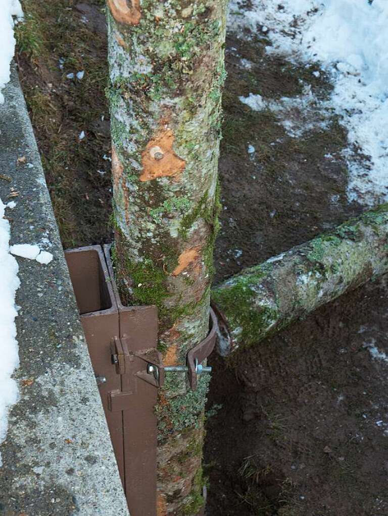 Elferrat und Rombachwiibli haben in Birkendorf gemeinsam den Narrenbaum ausfgestellt. Fr musikalische Unterhaltumng sorgte die Trachtenkapelle