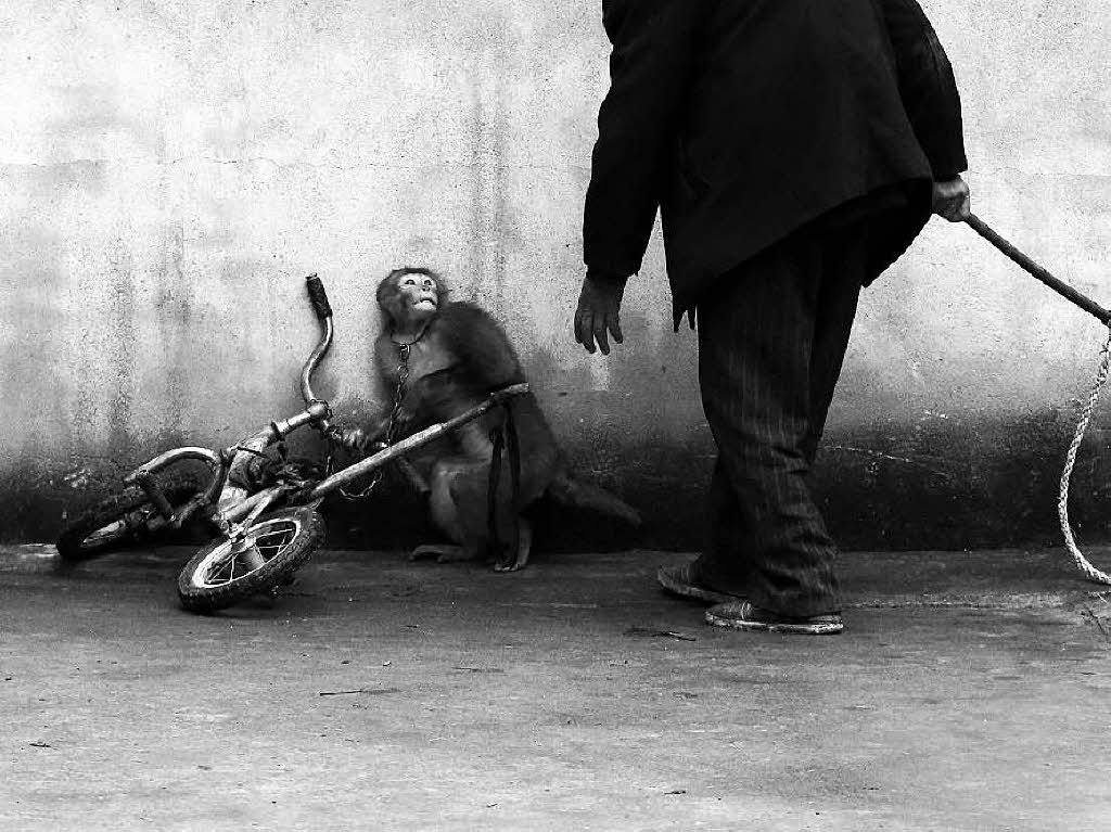 „Monkey Training for a Circus“ Mit seinem Bild, das einen zusammenkauernden Affen zeigt, gewinnt der chinesische Fotograf Yongzhi Chu den 1. Preis in der Kategorie „Natur“.