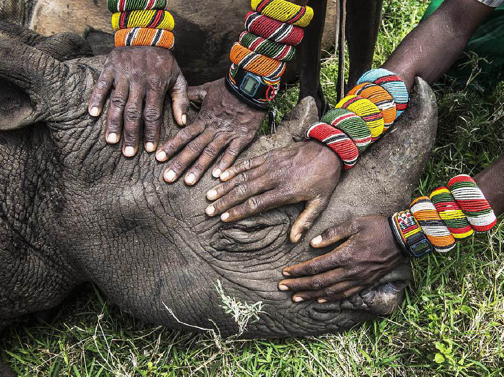„Orphaned Rhino“ Ami Vitale, eine amerikanische Fotografin, gewinnt den 2. Preis in der Kategorie „Natur“. Ihr Bild zeigt die erste Begegnung von Jgern des Volksstammes Samburuu mit einem Nashorn.