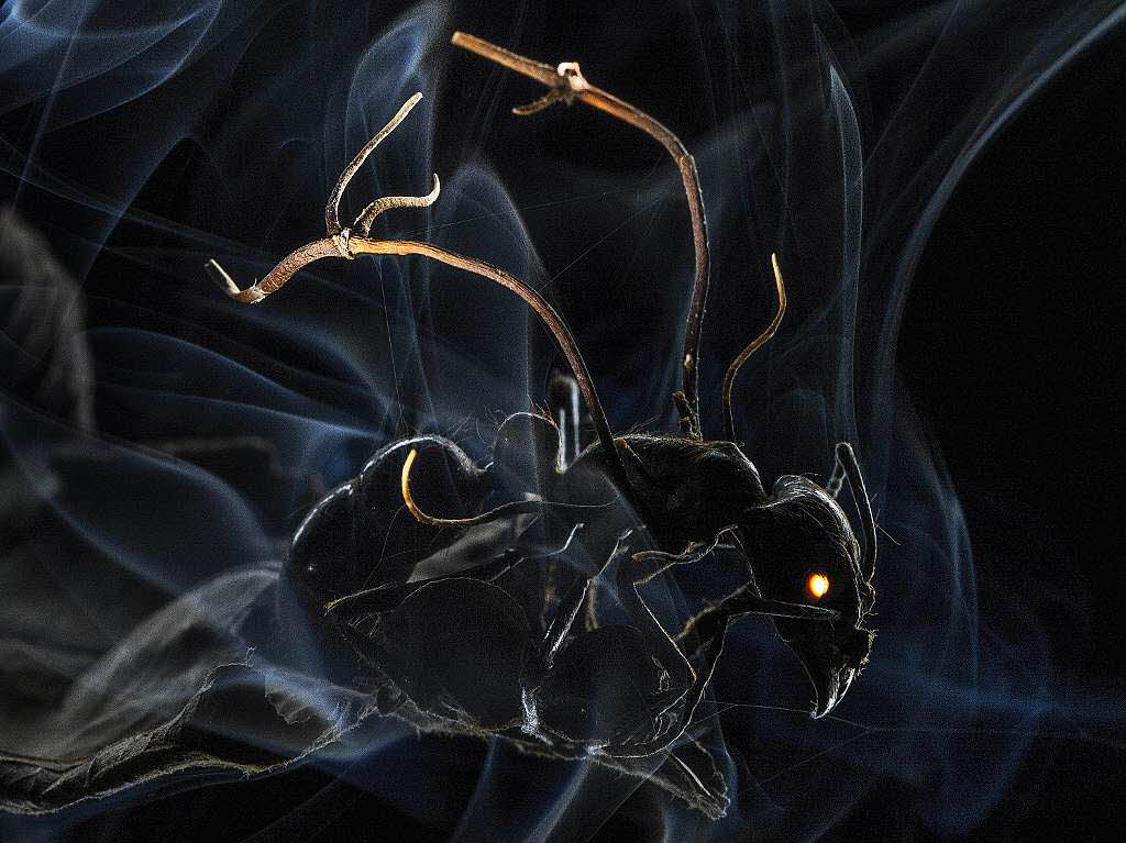 „Mindsuckers“ Mit seiner Fotostrecke ber Parasiten, gewinnt der US Fotograf Anand Varma den 1. Langstrecken-Fotopreis fr die Kategorie „Natur“.