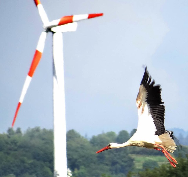 Das Siegerfoto von Wolfgang Grschel: &#8222;Luftherrschaft&#8220;  | Foto: Wolfgang Grschel