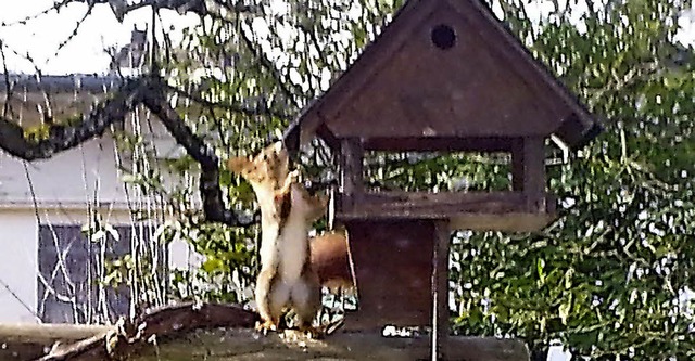 Auch Eichhrnchen bedienen sich beim Futterhuschen im Garten.   | Foto: Kaufmann-Spachtholz