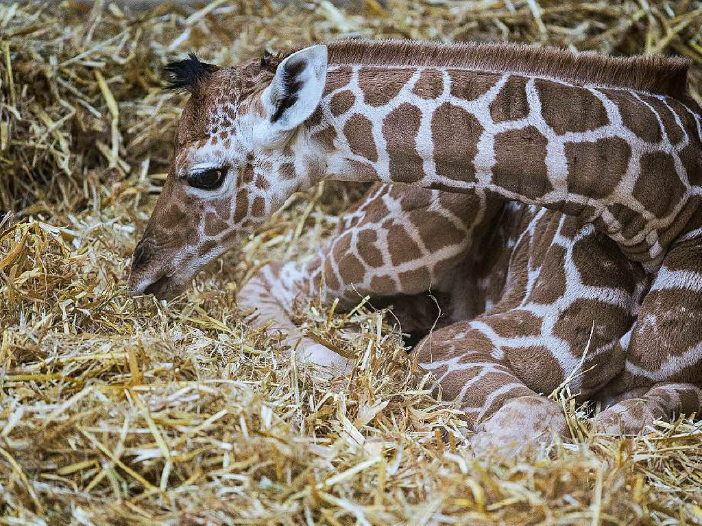 Die Baby-Giraffe aus dem Duisburger Zoo wurde in der Nacht zum 11 Februar geboren. Die Baby-Giraffe aus dem Duisburger Zoo wurde in der Nacht zum 11 Februar geboren.