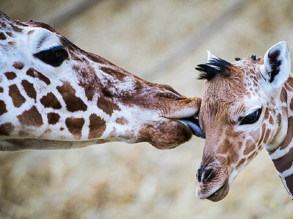 Gründlich wird der Giraffennachwuchs abgeleckt. Gründlich wird der Giraffennachwuchs abgeleckt.