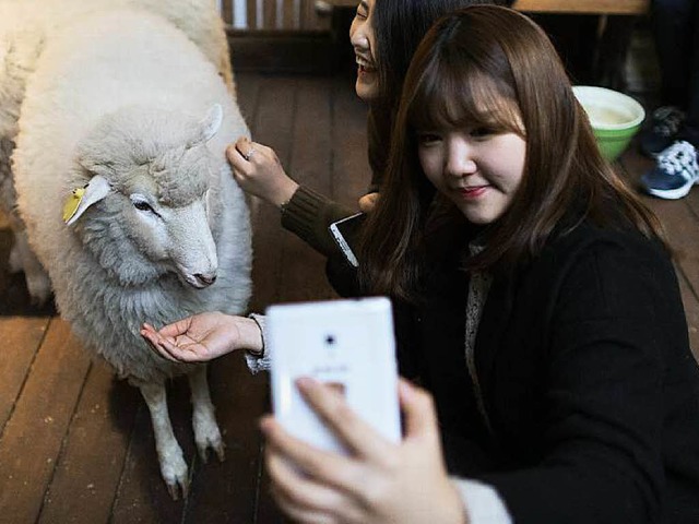 Lieb, aber dmlich? Die Chinesen sind ... Schafs. Fr ein Foto reicht es aber.   | Foto: AFP