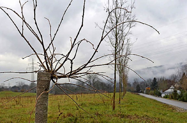 Die Metzgergrube bleibt ein naturnahes Gebiet.  | Foto: Peter Gerigk