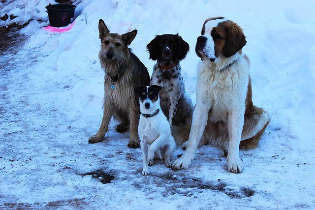Die Filmhunde Joker, Bali, Kalle und Konrad warten geduldig auf ihren Einsatz.   | Foto: Luisa Denz