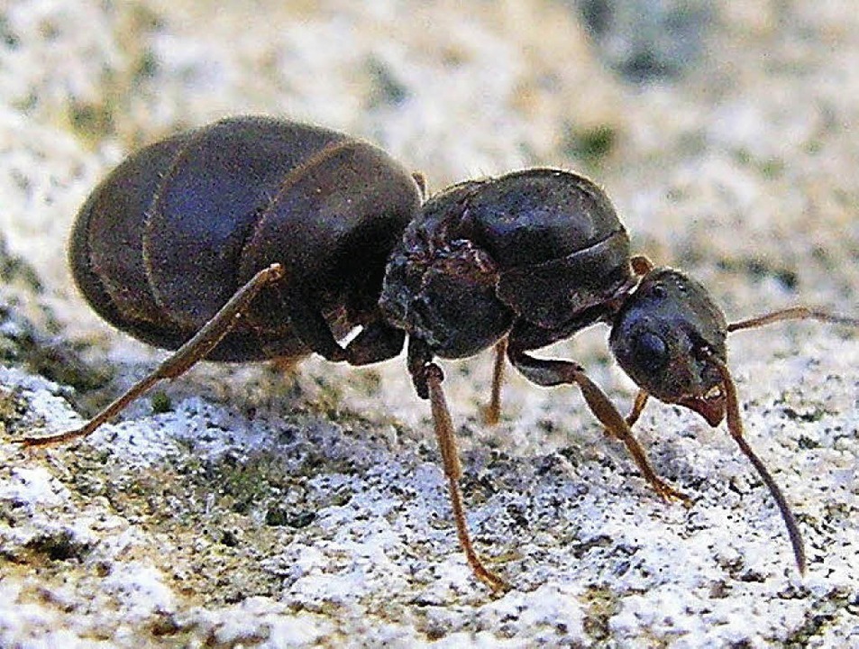 TIERISCH Panorama Badische Zeitung