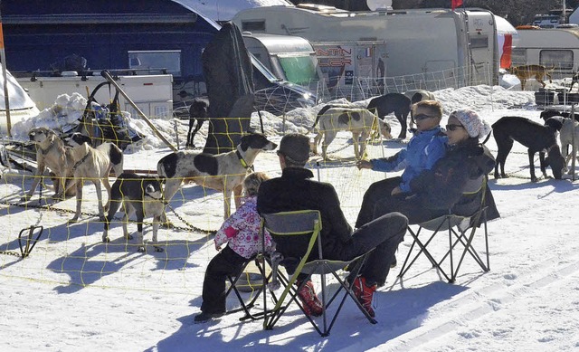 Das Fahrerlager in Bernau hat sich am ... Tierrztin Schlittenhunde untersucht.  | Foto: Sebastian Barthmes