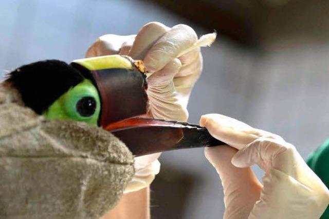 Tukan kriegt Schnabel-Prothese aus 3D-Drucker