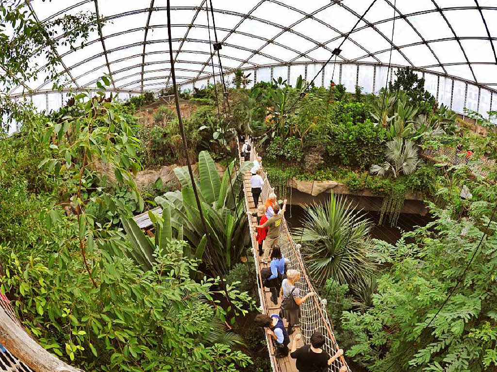In der Riesentropenhalle Gondwanaland im Zoo Leipzig knnen Besucher  von einem 90 Meter langen Baumwipfelpfad in zwlf MeternHhe die tropische Erlebniswelt bestaunen.