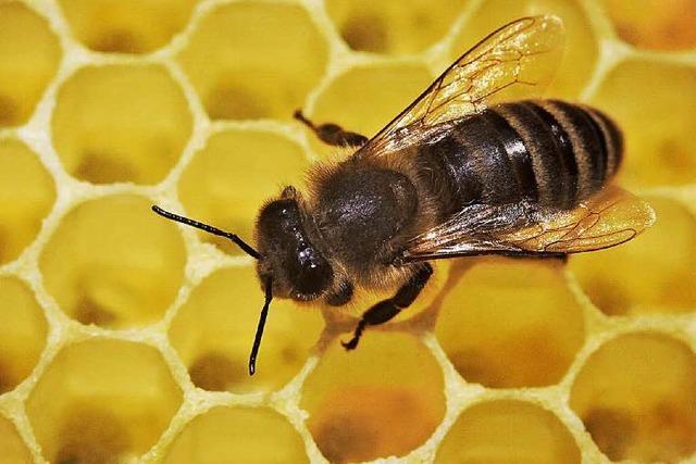 Unbekannter klaut 8 Bienenvlker in Obersimonswald