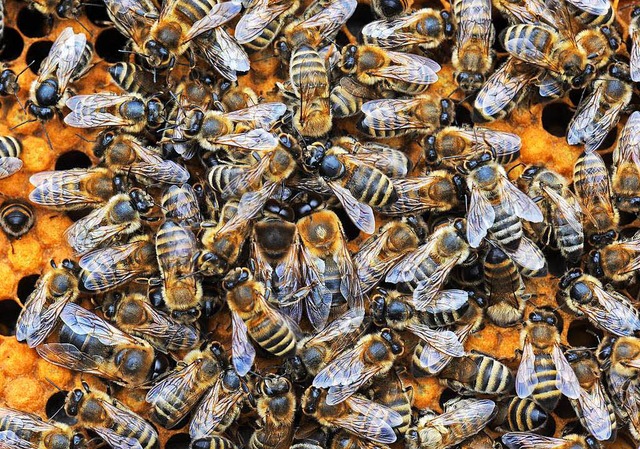 Sie wurden geklaut &#8211; drfen aber wenig mitbekommen haben: Bienen.  | Foto: dpa