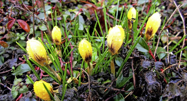 WINTER ADE scheinen angesichts der der...entdeckt in einer Rabatte in Nordweil.  | Foto: Reiner Merz