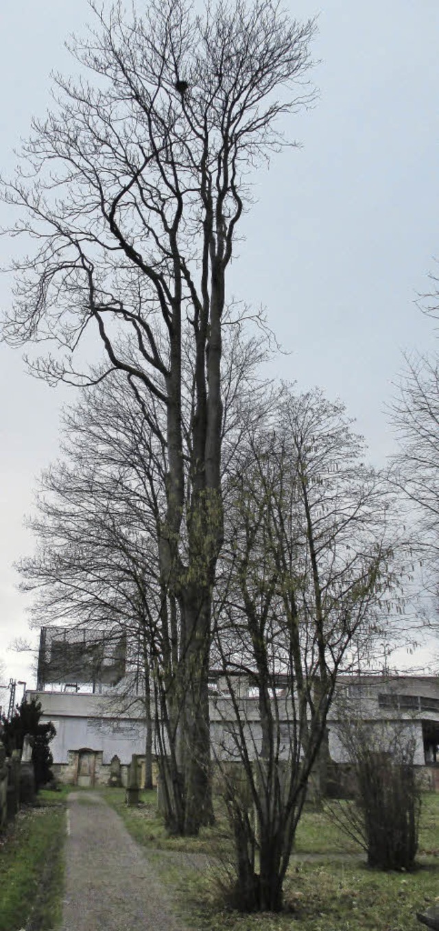 Der stattliche Gtterbaum ist nach Angaben der Stadt   hohl.   | Foto: Stadt