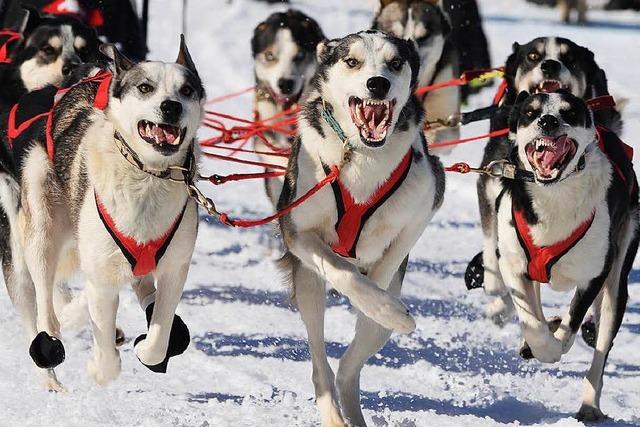 Fotos: Schlittenhunde-WM in Bernau