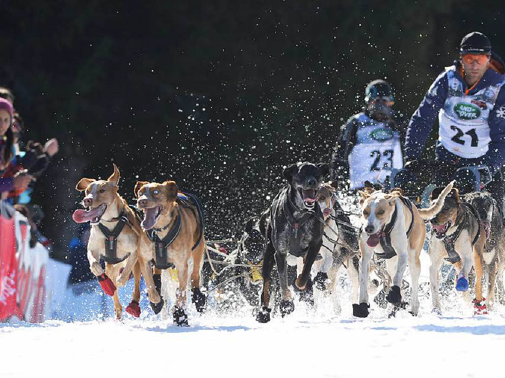 Schlittenhunde-WM in Bernau