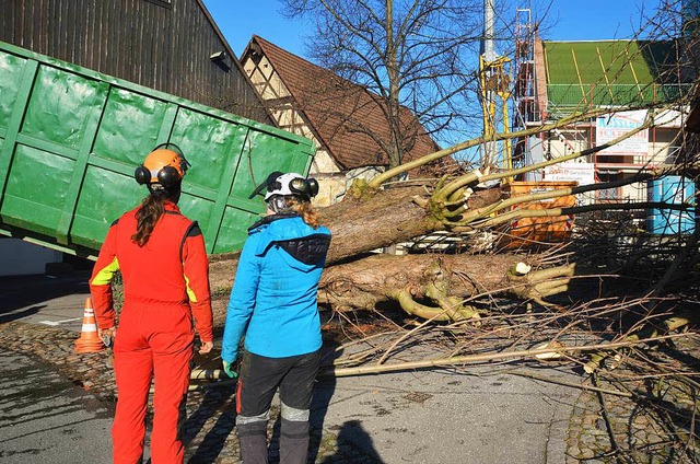 Das Fällen der Kastanien bei der Eimel...irche war ein aufwändiges Unterfangen. | Foto: Victoria Langelott Das Fällen der Kastanien bei der Eimel...irche war ein aufwändiges Unterfangen. | Foto: Victoria Langelott