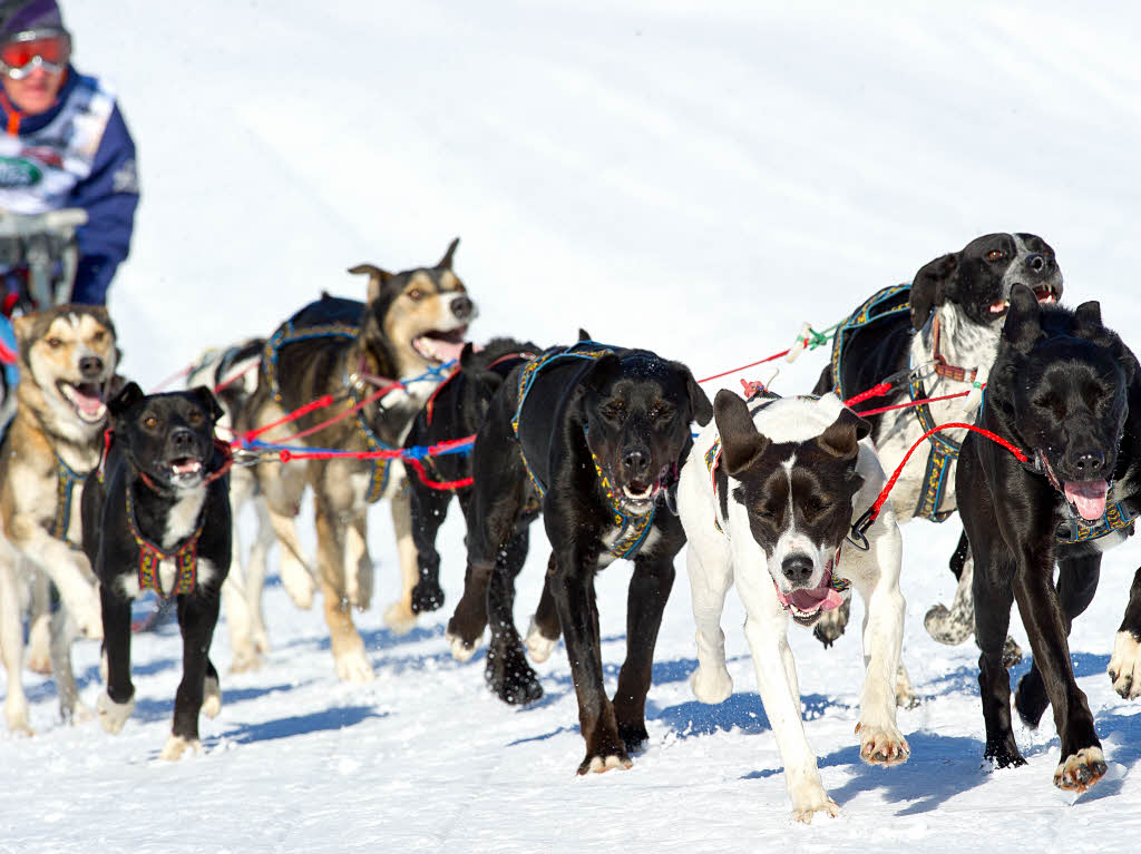 Schlittenhunde-WM in Bernau