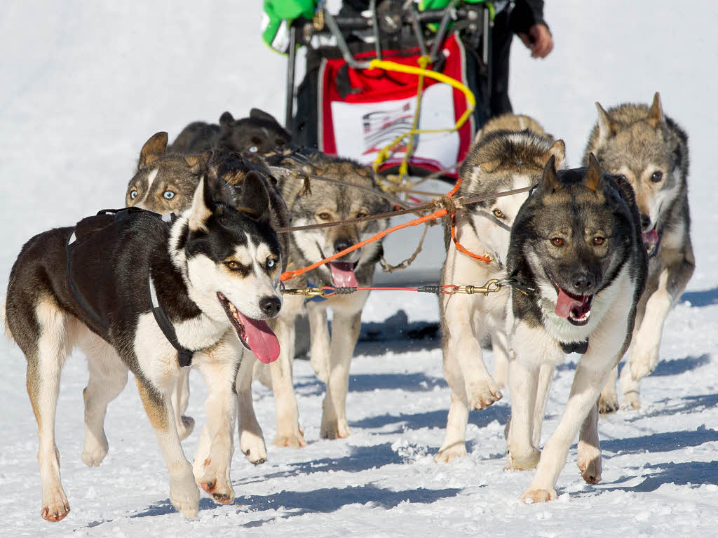 Schlittenhunde-WM in Bernau