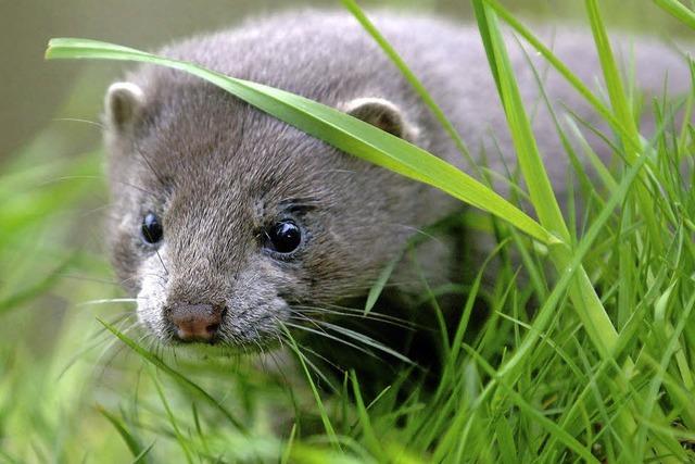 Viele tierische Einwanderer kommen aus Nordamerika