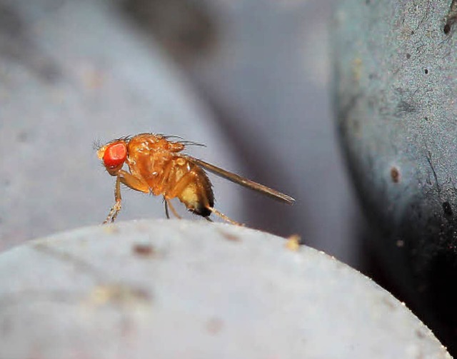 Eine Kirschessigfliege auf einer Rotwe...ihrer Bekmpfung sind nicht in Sicht.   | Foto: dpa