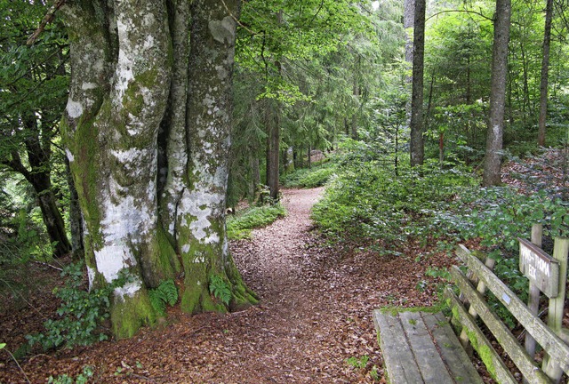 Der Wald als Wirtschaftsfaktor und Sch...r das kommende Jahrzehnt zugestimmt.   | Foto: Ulrike Spiegelhalter