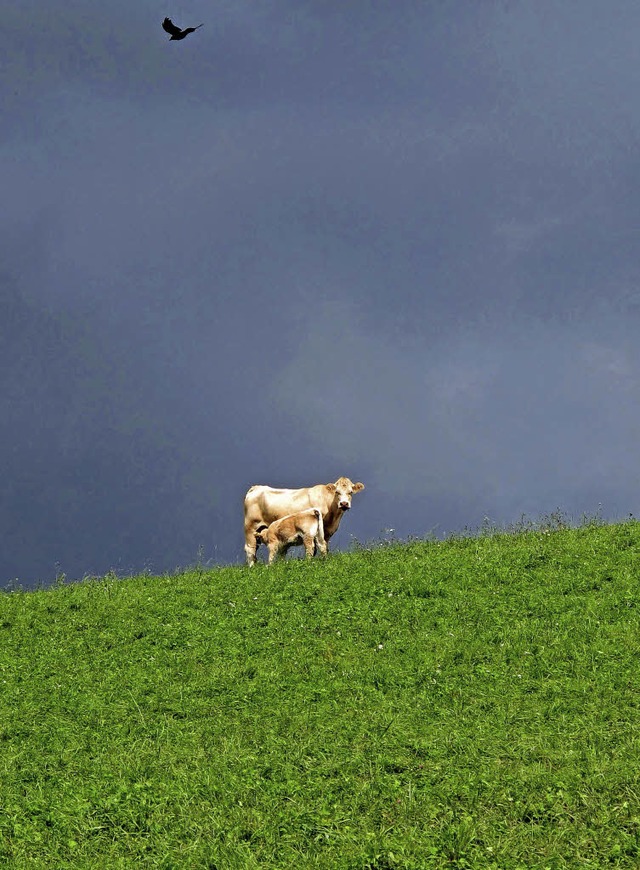 Kuh und Kalb  | Foto: Jutta Schtz