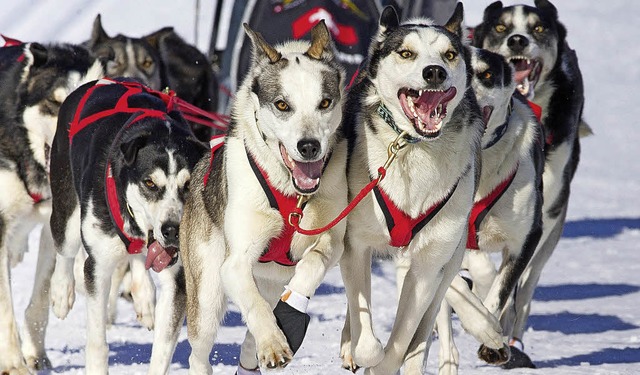 Die wollen nur rennen: Ein Zwlf-Kilom...nschen vergleichbar, sagen Fachmnner.  | Foto: wolfgang scheu