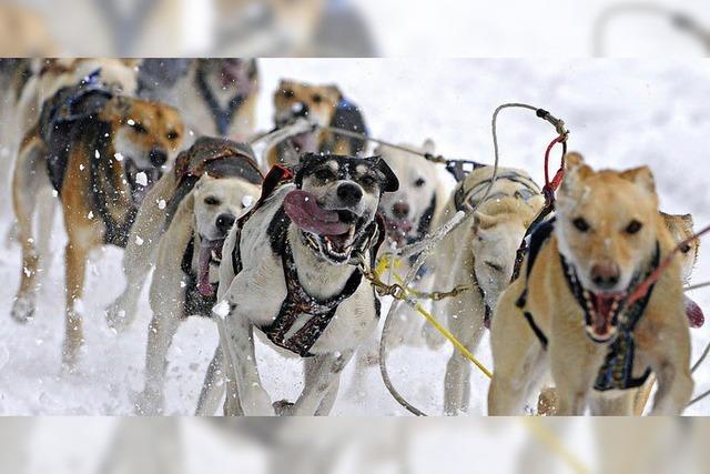 40 Jahre Schlittenhundesport in Todtmoos