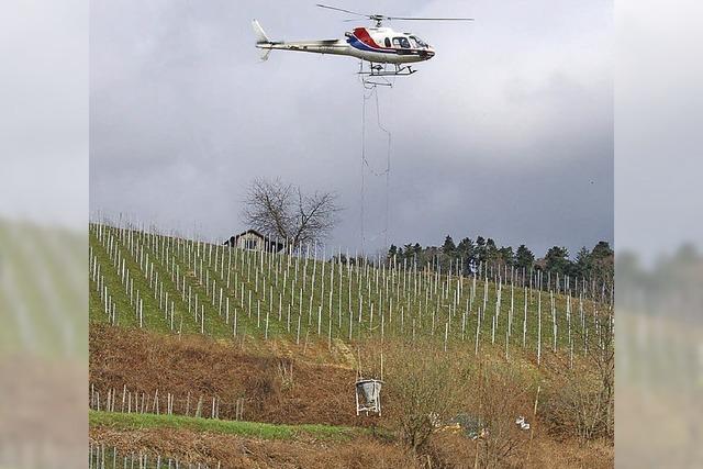 Helikopter gegen Kirschessigfliege