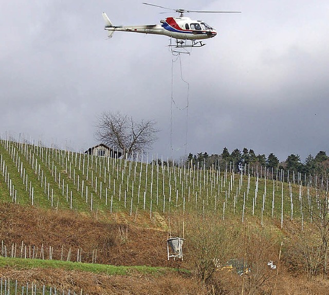 Auch wenn hier gekalkt und nicht gespr...Kirschessigfliege eingesetzt werden.    | Foto: ringwald