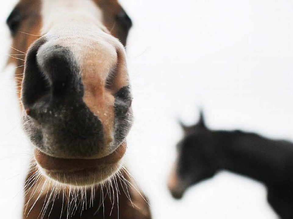 Herpes ist bei Pferden äußerst selten....dern in Fieber, Husten und Mattigkeit.  | Foto: dpa