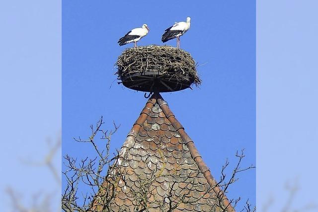 Neues Nest fr die Schloss-Strche