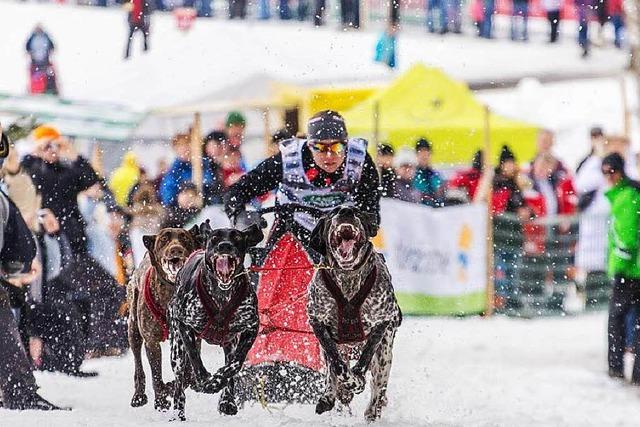 Schlittenhunde-WM in Todtmoos