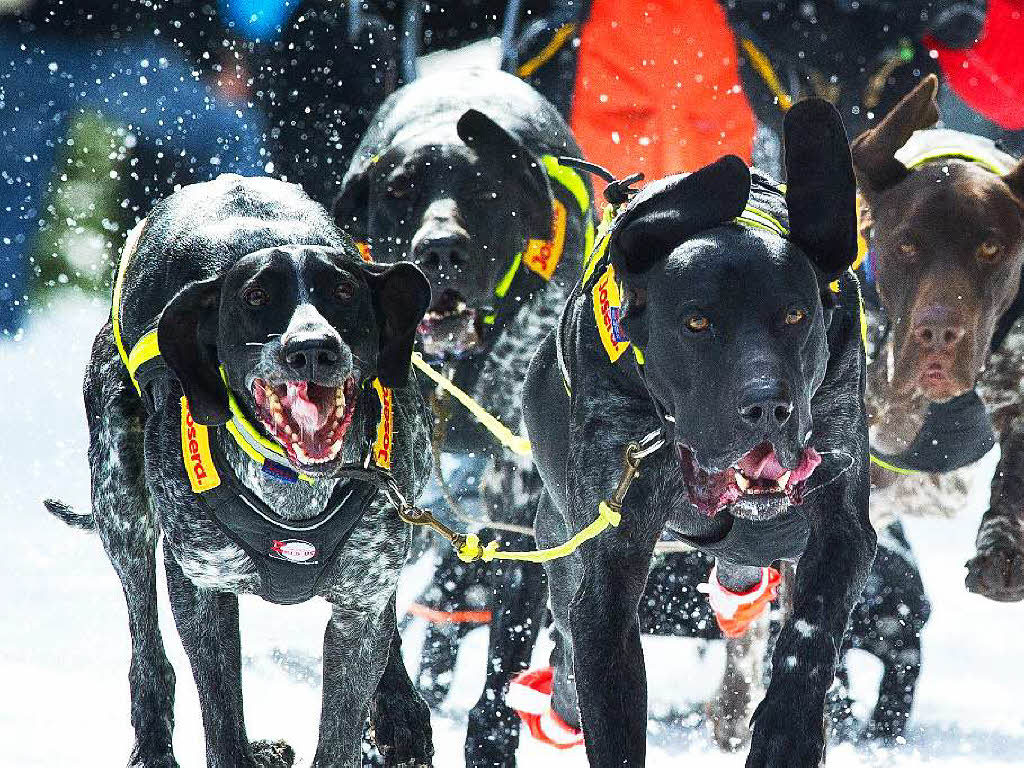 Impressionen von der Schlittenhunde-WM in Todtmoos